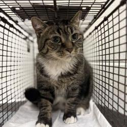 Shelter Stray Female Cat last seen Near Schoolcraft way, City of Knoxville GP, TN, 3201 Division St, Knoxville, TN 37919, USA