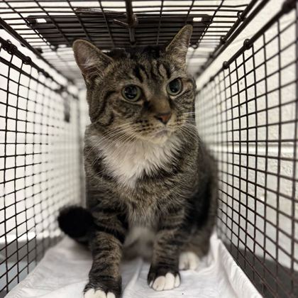 Shelter Stray Female Cat last seen Near Schoolcraft way, City of Knoxville GP, TN, 3201 Division St, Knoxville, TN 37919, USA