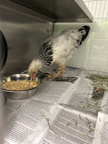 Shelter Stray Female Chicken last seen Near Gladstone Ln, City of Knoxville ASO, TN, 3201 Division St, Knoxville, TN 37919, USA