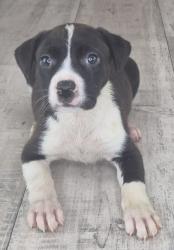 Shelter Stray Female Dog last seen , Caddo Parish, LA, 1500 Monty St, Shreveport, LA 71107, USA