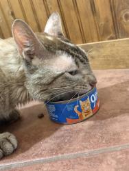 Reunited Male Cat last seen Whittaker Way, Spring, TX 77373