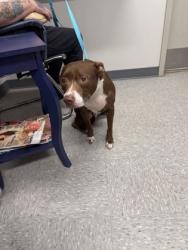Shelter Stray Female Dog last seen Caddo, Caddo Parish, LA, 1500 Monty St, Shreveport, LA 71107, USA