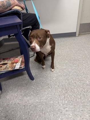 Shelter Stray Female Dog last seen Caddo, Caddo Parish, LA, 1500 Monty St, Shreveport, LA 71107, USA