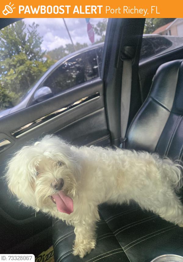 Found/Stray Male Dog last seen Palisade and Stamford, Port Richey, FL 34668