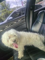 Found/Stray Male Dog last seen Palisade and Stamford, Port Richey, FL 34668