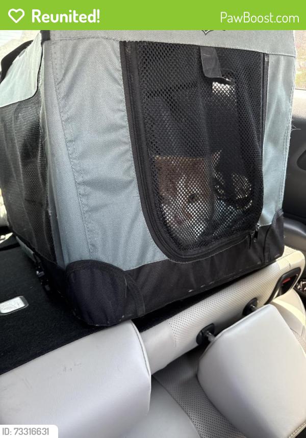 Reunited Male Cat last seen Hemphill St, Burleson, TX 76028