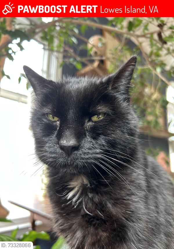Lost Male Cat last seen Wharf Ct/Colspring Pl, Lowes Island, VA 20165