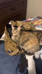 Lost Female Cat last seen Near Carrigan Woods Trl, Oviedo, FL 32765