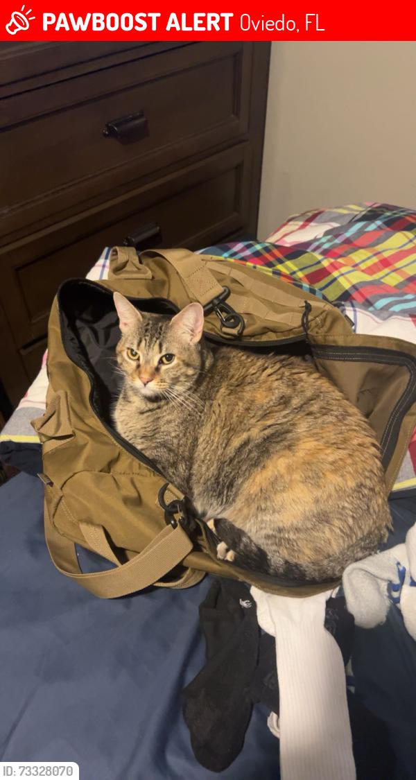 Lost Female Cat last seen Near Carrigan Woods Trl, Oviedo, FL 32765