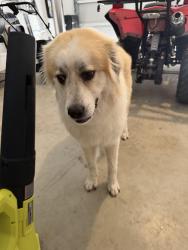 Reunited Female Dog last seen Idk some where is sealy, Sealy, TX 77474