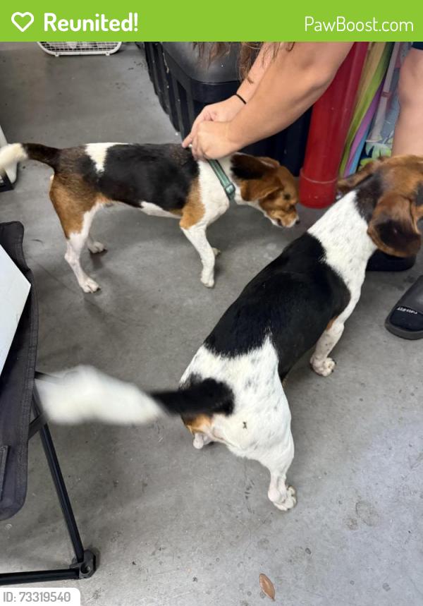 Reunited Male Dog last seen Fred St, Hudson, FL 34669