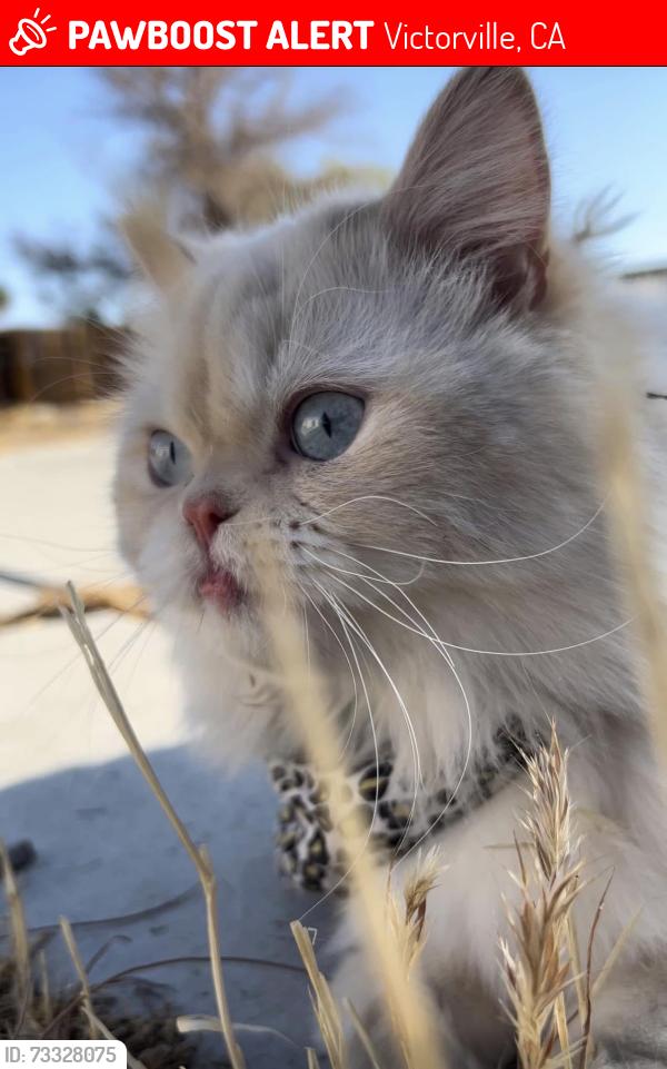 Lost Male Cat last seen La mesa, Victorville, CA 92392