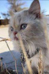 Lost Male Cat last seen La mesa, Victorville, CA 92392