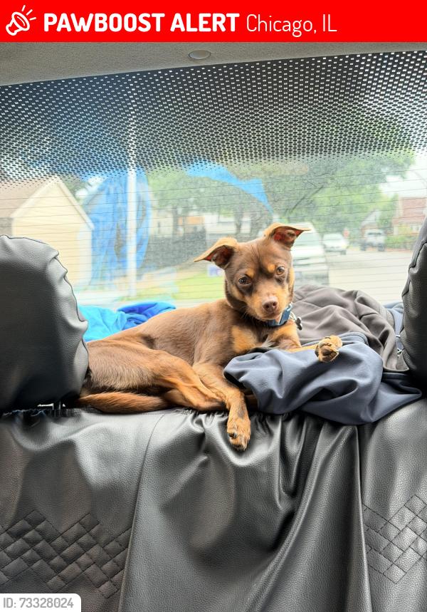 Lost Male Dog last seen E 3lst St & S King Dr, Douglas, Chicago, Cook County, IL, Us, 60616, Chicago, IL 60616