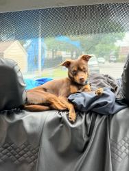 Lost Male Dog last seen E 3lst St & S King Dr, Douglas, Chicago, Cook County, IL, Us, 60616, Chicago, IL 60616