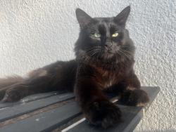 Lost Male Cat last seen on Quail drive, Merritt Island, FL 32953