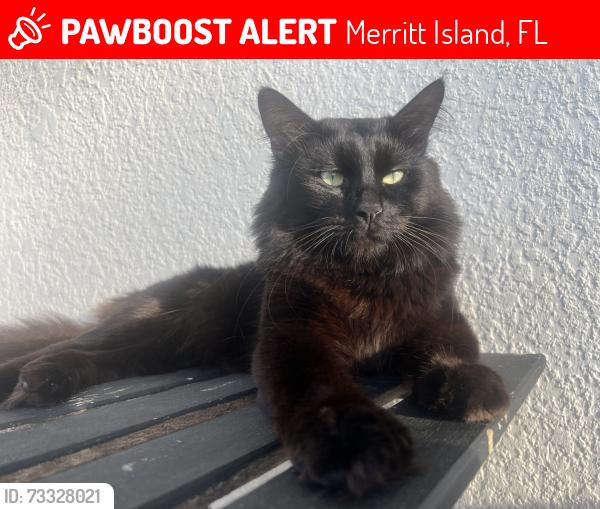 Lost Male Cat last seen on Quail drive, Merritt Island, FL 32953