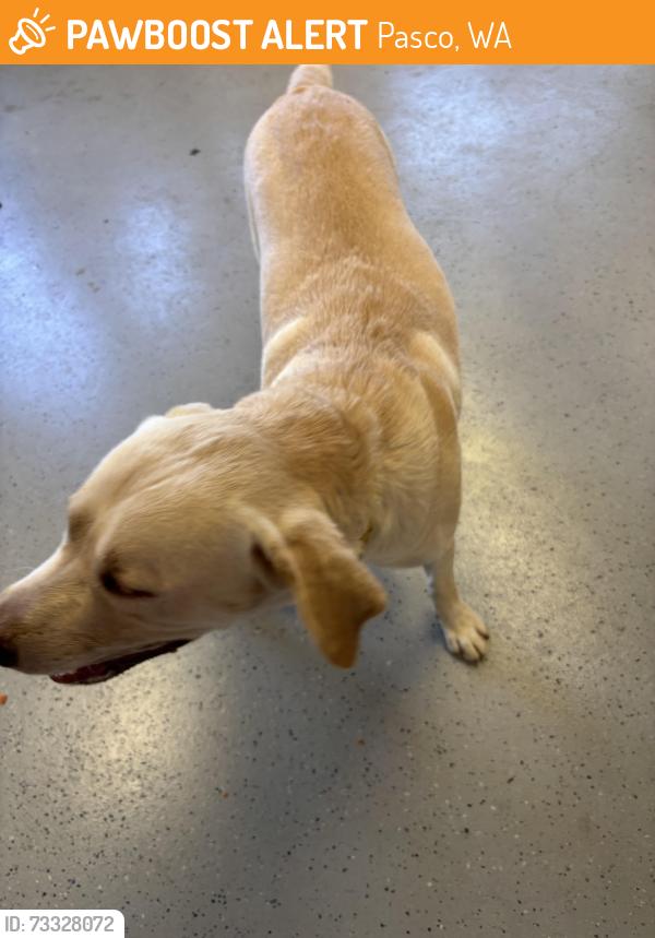 Found/Stray Male Dog last seen Fiesta foods, Pasco, WA 99301