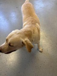 Found/Stray Male Dog last seen Fiesta foods, Pasco, WA 99301