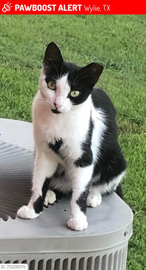 Lost Female Cat last seen Fleming & Duke, Wylie, TX 75098
