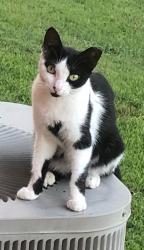 Lost Female Cat last seen Fleming & Duke, Wylie, TX 75098