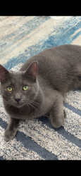 Reunited Male Cat last seen Via Del Rio & Avenida Del Vista, Corona, CA 92882