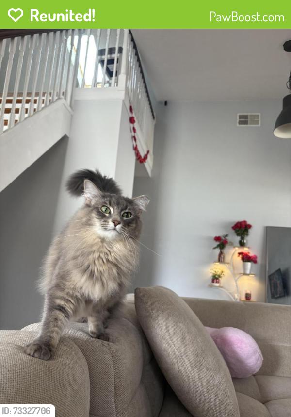 Reunited Male Cat last seen Arthur St, Hollywood, FL 33020