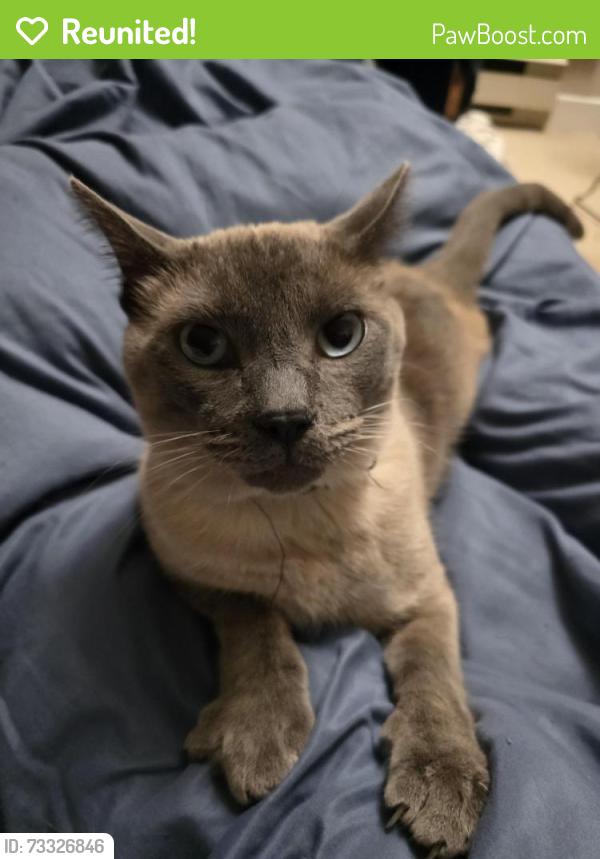 Reunited Male Cat last seen Glisan and 134th., Portland, OR 97230