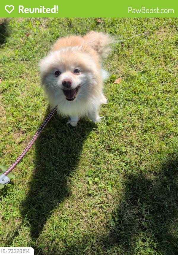 Reunited Female Dog last seen Franklin street extension, Danbury, CT 06811