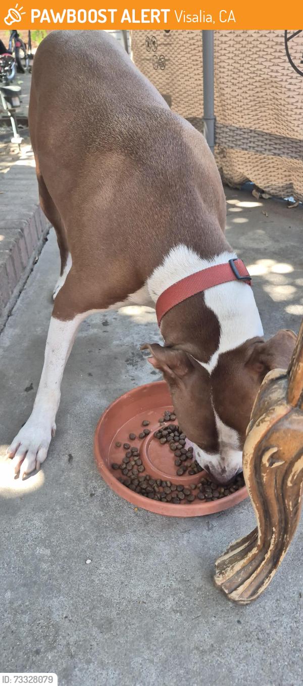 Found/Stray Male Dog last seen Noble, downtown Visalia, Visalia, CA 93277
