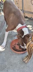 Found/Stray Male Dog last seen Noble, downtown Visalia, Visalia, CA 93277