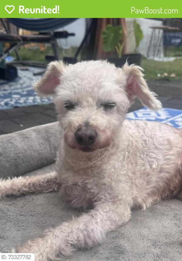 Reunited Male Dog last seen Evergreen St & Regal Ave., Hayward, CA 94544