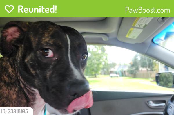 Reunited Female Dog last seen Ward Basin and Corral Road, East Milton, FL 32583