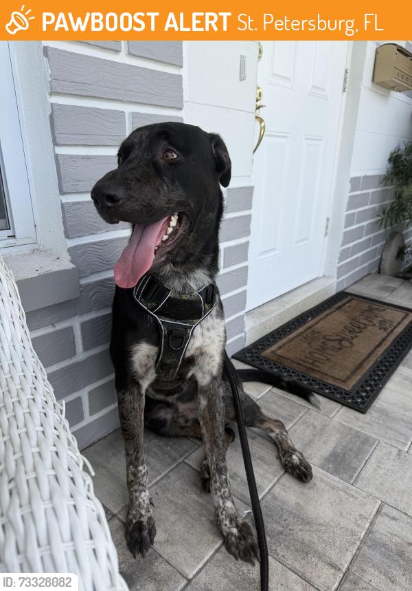Found/Stray Male Dog last seen 12th Ave N and 45th St N, St. Petersburg, FL 33713