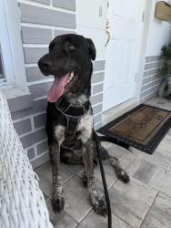 Found/Stray Male Dog last seen 12th Ave N and 45th St N, St. Petersburg, FL 33713