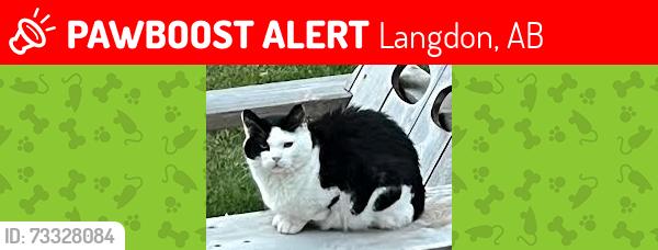 Lost Male Cat last seen Thomas and Brander, Langdon, AB 