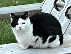 Lost Male Cat last seen Thomas and Brander, Langdon, AB 