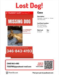 Lost Male Dog last seen Near reading road, Rosenberg, TX 77471