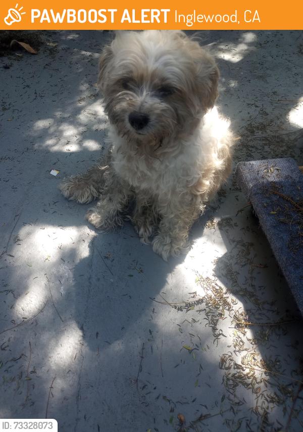 Found/Stray Unknown Dog last seen Arbor Vitae, Inglewood, CA 90301
