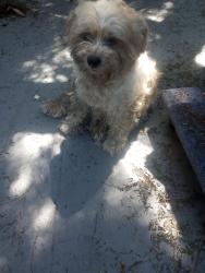 Found/Stray Unknown Dog last seen Arbor Vitae, Inglewood, CA 90301
