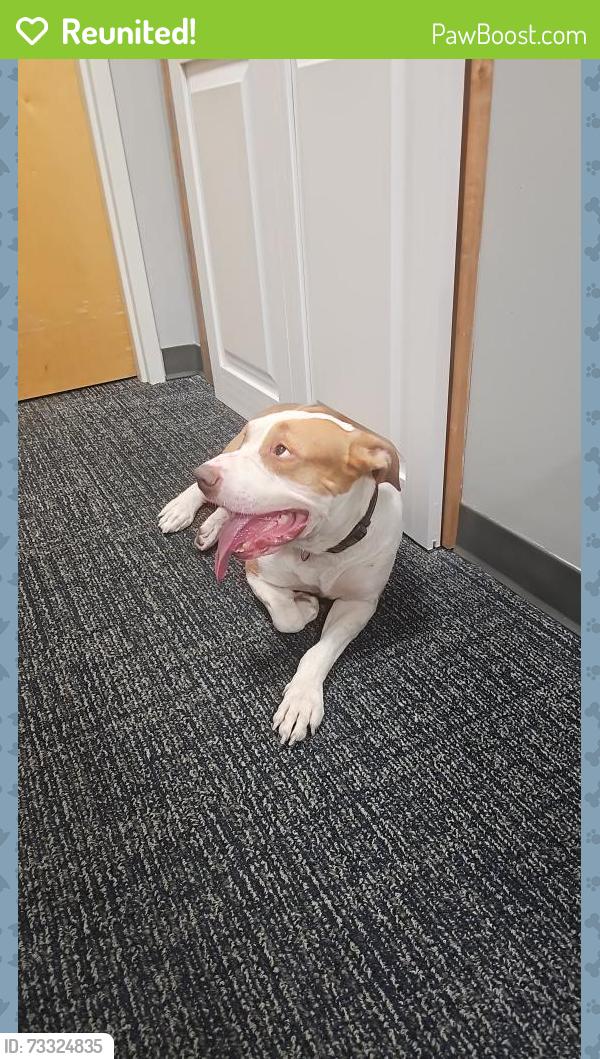 Reunited Male Dog last seen Orlando International Premium Outlets, Orlando, FL 32819