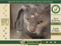 Shelter Stray Male Cat last seen Near provinvial Drive, INDIALANTIC, FL, 32903, 5100 W Eau Gallie Blvd, Melbourne, FL 32934, USA