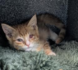 Shelter Stray Male Cat last seen Near 266 Drive, BRONX, NY, 10466, 326 E 110th St, New York, NY 10029, USA