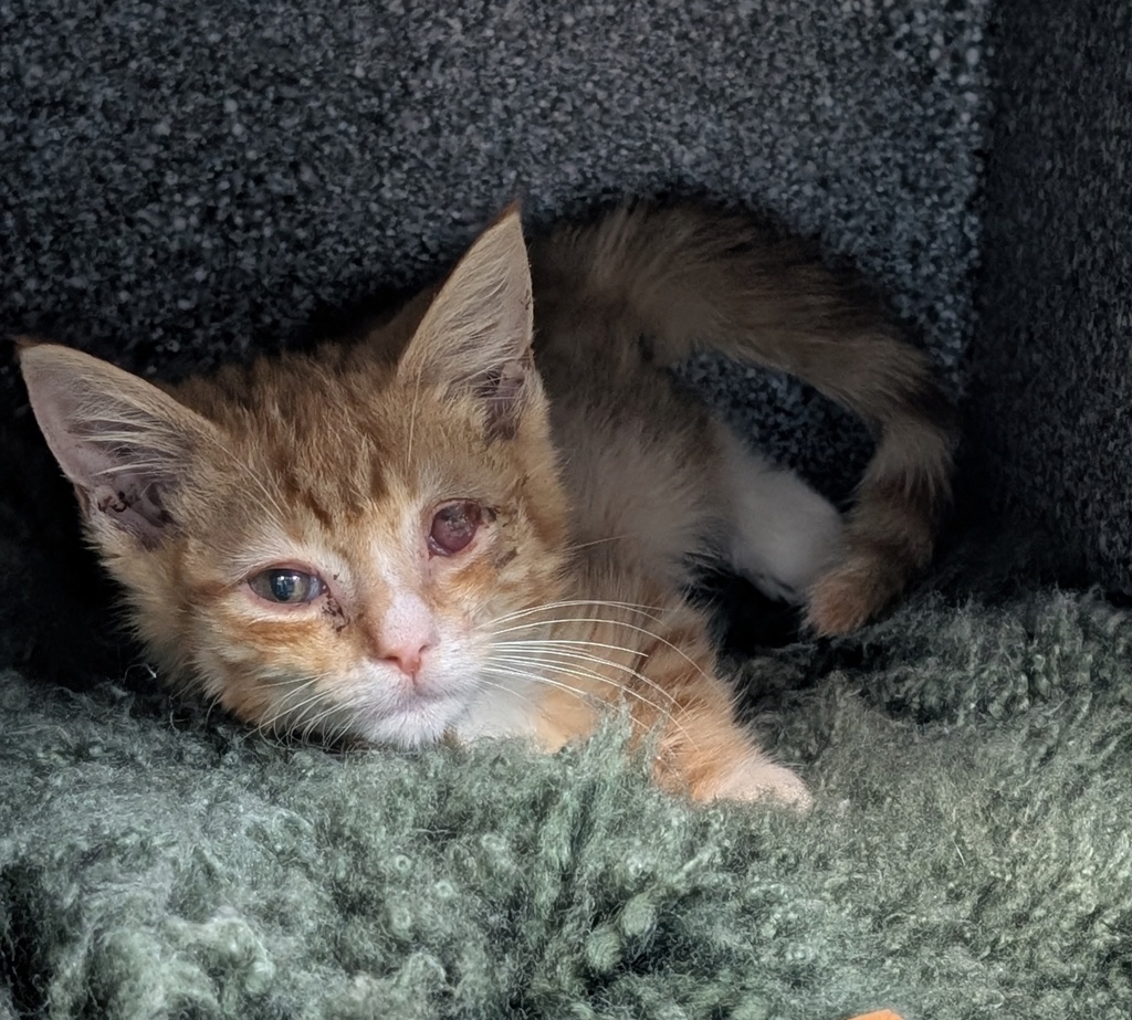 Shelter Stray Male Cat last seen Near 266 Drive, BRONX, NY, 10466, 326 E 110th St, New York, NY 10029, USA