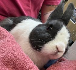 Shelter Stray Male Rabbit last seen SE 101st and Division st, PORTLAND, OR, 97266, 1700 W Historic Columbia River Hwy, Troutdale, OR 97060, USA
