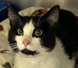 Shelter Stray Male Cat last seen NW 23rd/Ainsworth, OR, 1700 W Historic Columbia River Hwy, Troutdale, OR 97060, USA
