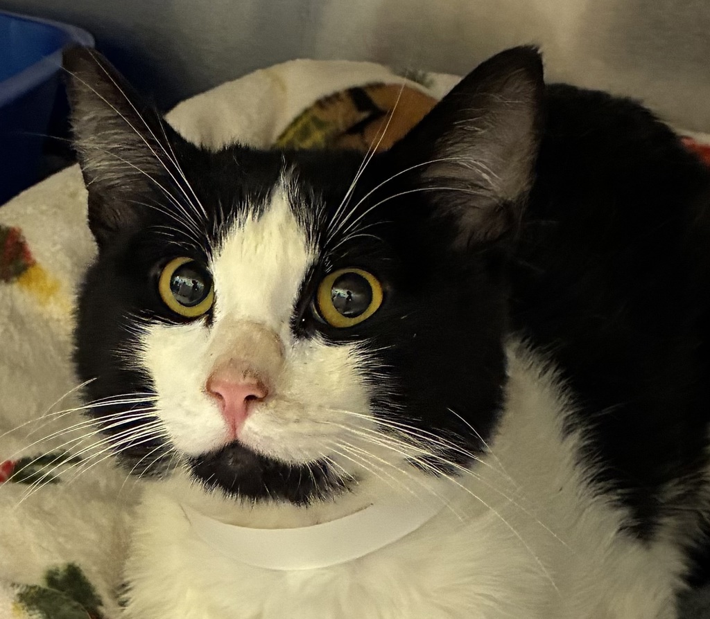 Shelter Stray Male Cat last seen NW 23rd/Ainsworth, OR, 1700 W Historic Columbia River Hwy, Troutdale, OR 97060, USA