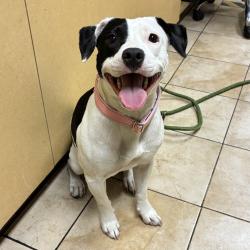 Shelter Stray Female Dog last seen SE Morrison/ SE 12th, PORTLAND, OR, 97214, 1700 W Historic Columbia River Hwy, Troutdale, OR 97060, USA