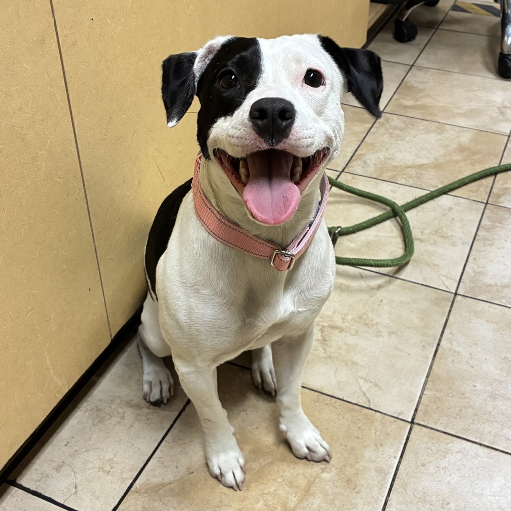 Shelter Stray Female Dog last seen SE Morrison/ SE 12th, PORTLAND, OR, 97214, 1700 W Historic Columbia River Hwy, Troutdale, OR 97060, USA