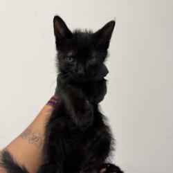 Shelter Stray Male Cat last seen 33rd Street, San Diego, CA, 92102, 5500 Gaines St, San Diego, CA 92110, USA